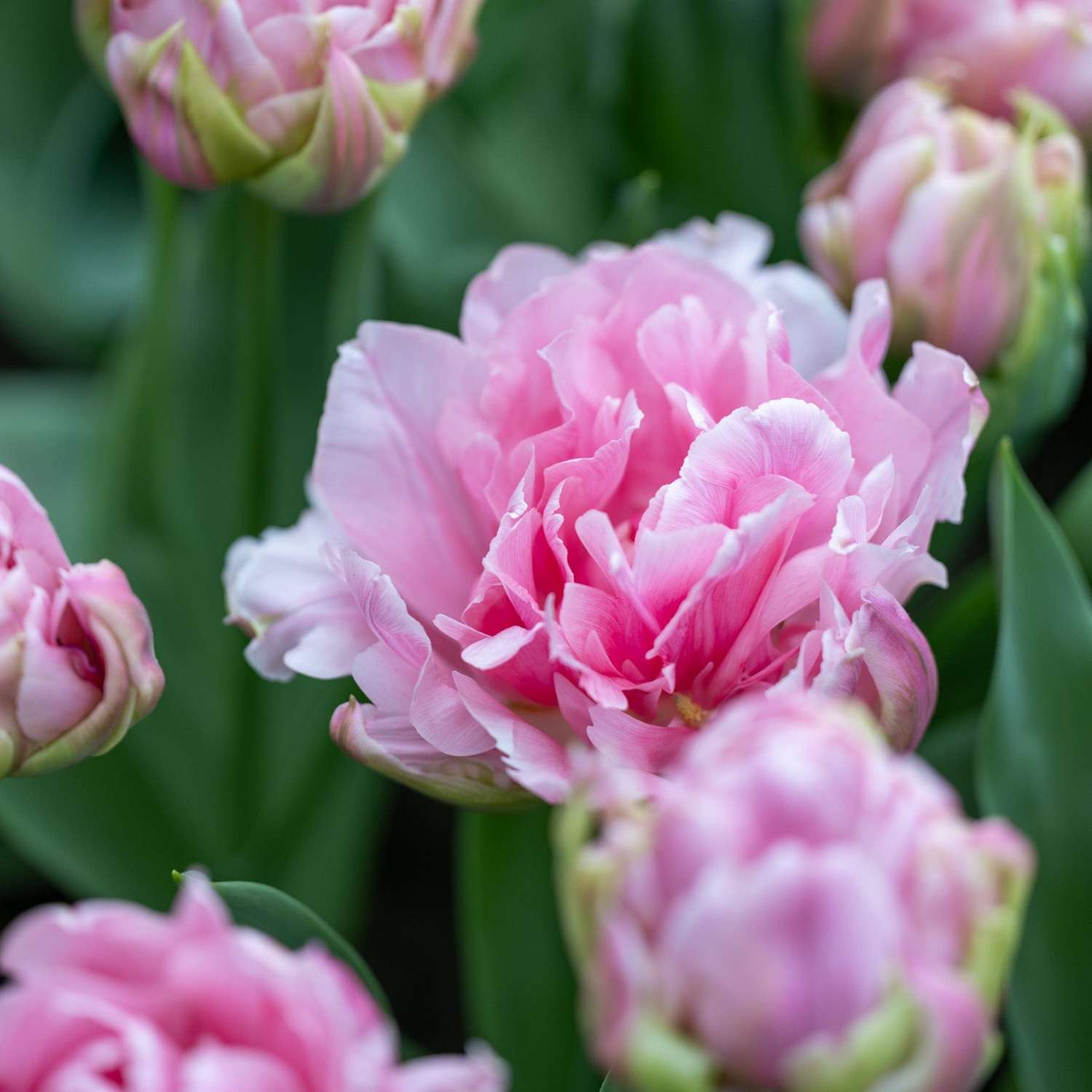 Tulppaani 'Amorosa'